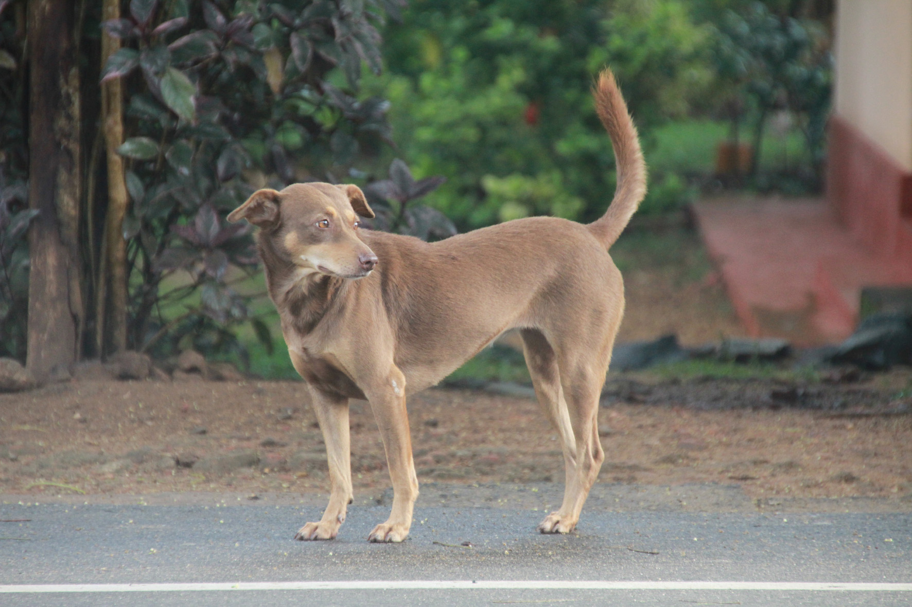 Pia Saarikettu Galle Road, Sri Lanka