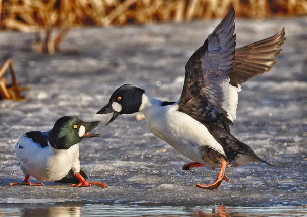 Shouting_Hannu Kontkanen